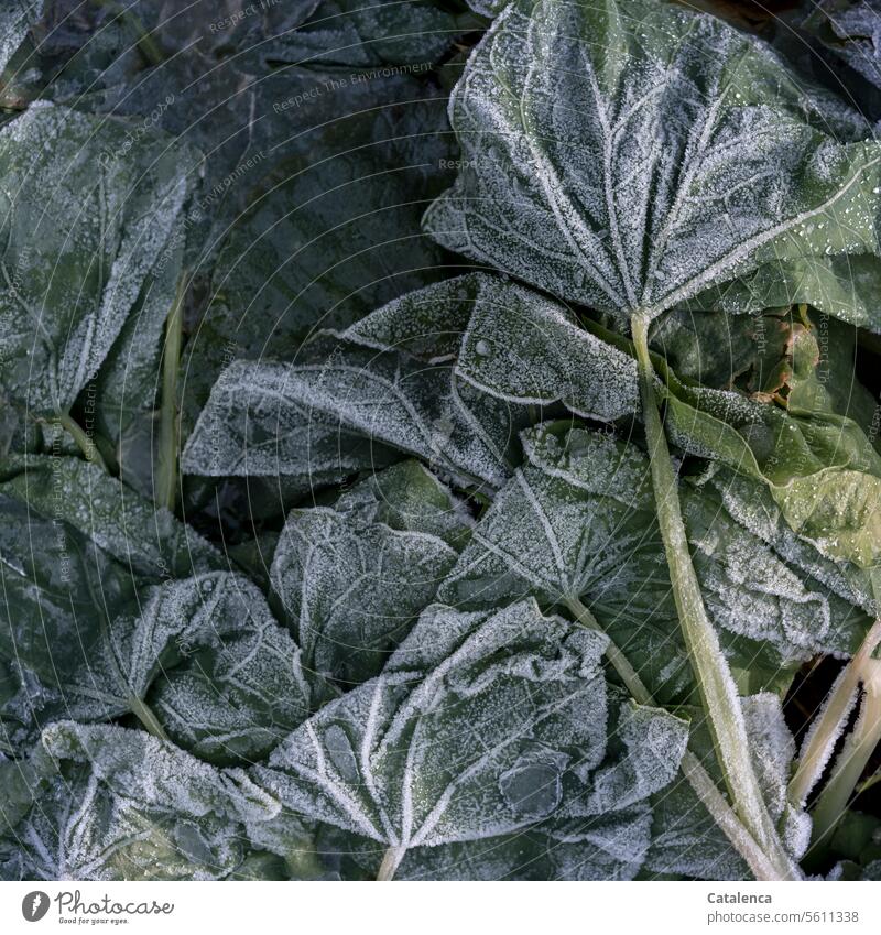 Caught cold, marked by frost Nature flora Plant Cruciferous Nasturtiums Frost withered Change and transformation Transience Autumn Leaf Limp leaves Blossom