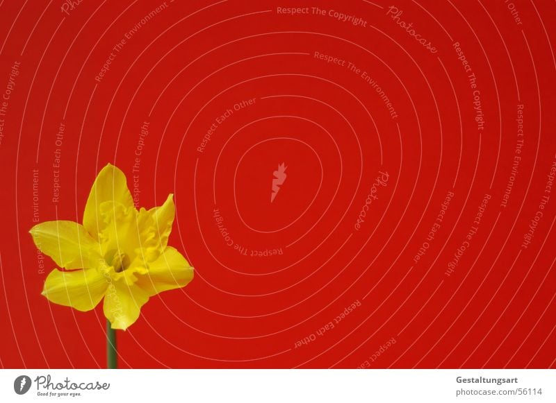 Hello - I'm here! Wild daffodil Narcissus Spring snowflake Flower Wake up Plant Growth Maturing time Beautiful Blossom Blossoming Calyx Yellow Green Red Style