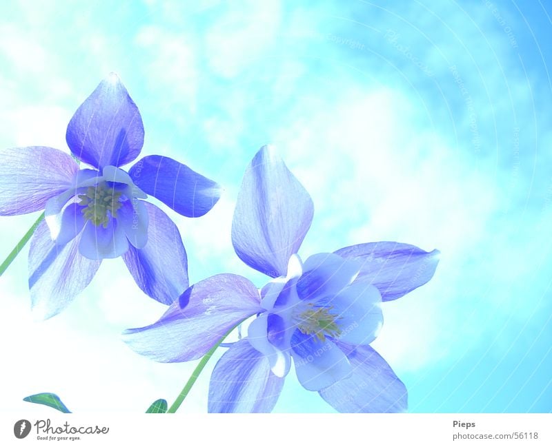 Blue columbine flowers Colour photo Exterior shot Close-up Copy Space top Day Garden Nature Sky Spring Flower Blossom Blossoming White Spring fever Transience