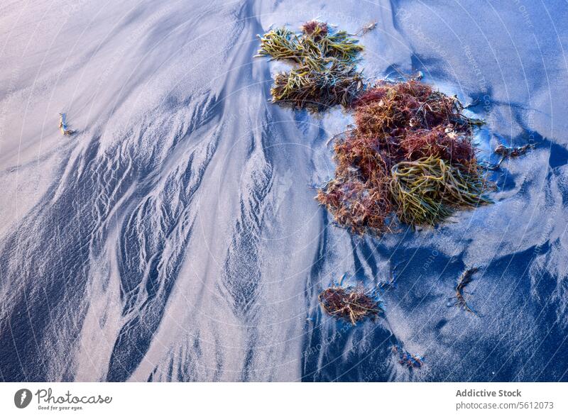 Seaweed on textured sandy beach at twilight seaweed pattern natural ripple clump brown highlighted rest natural pattern beach texture sandy texture