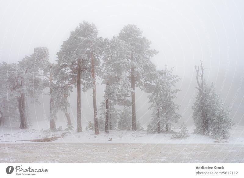 Trees with branches and leaves covered in frost on snowy glacial lagoons of Neila Spain Europe in foggy day tree winter snowfall environment cold season nature