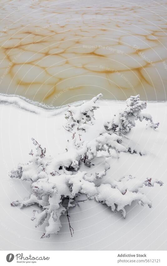 From above of Bush covered with snow near frozen water in winter in Neila Spain Europe bush river nature cold countryside weather lagoon neila burgos spain