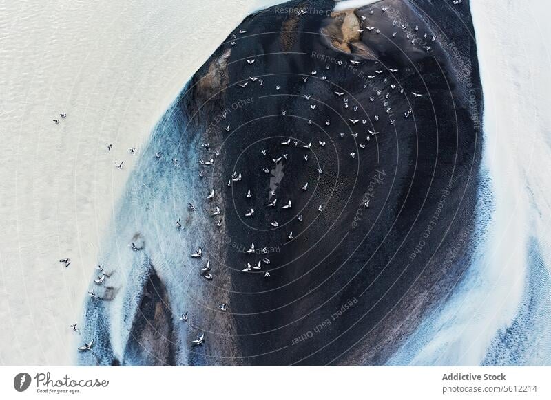 Aerial view of an Icelandic river basin in winter aerial iceland snow landscape contrast frozen birds texture nature natural beauty scenic cold water outdoors