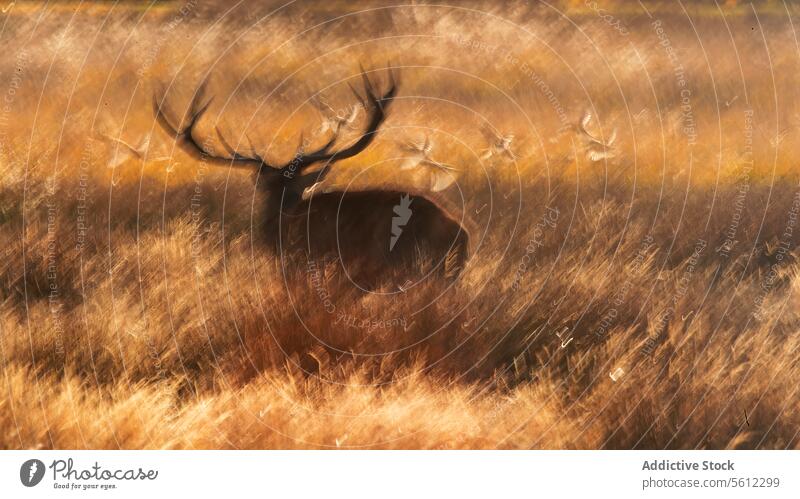 Majestic red deer stag in autumnal UK landscape rutting season uk wildlife nature mammal grass golden field antlers animal outdoors british fall habitat scenery