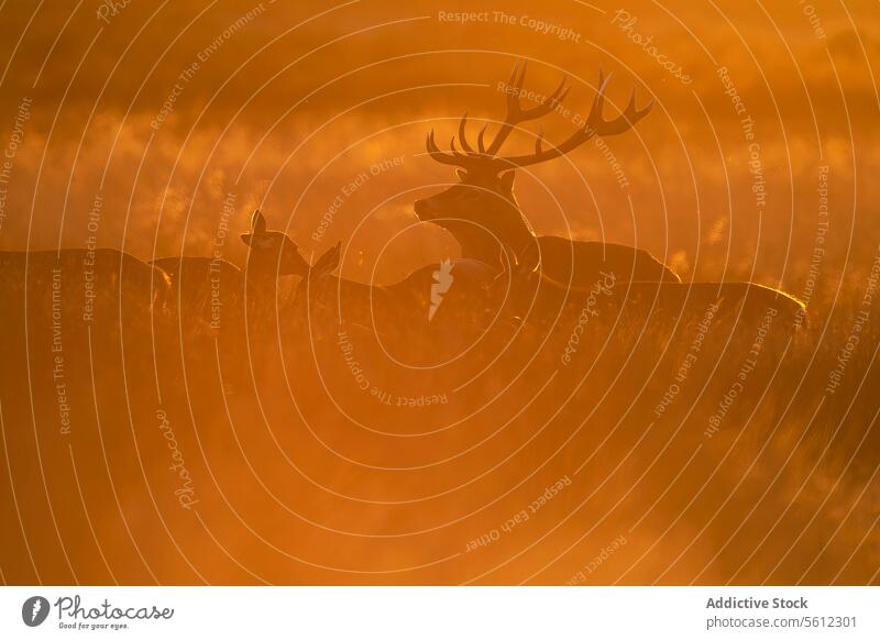 Red deer stag during misty UK autumn rutting season red uk silhouette hind fog sunrise golden light wildlife nature majestic outdoor mammal dusk dawn