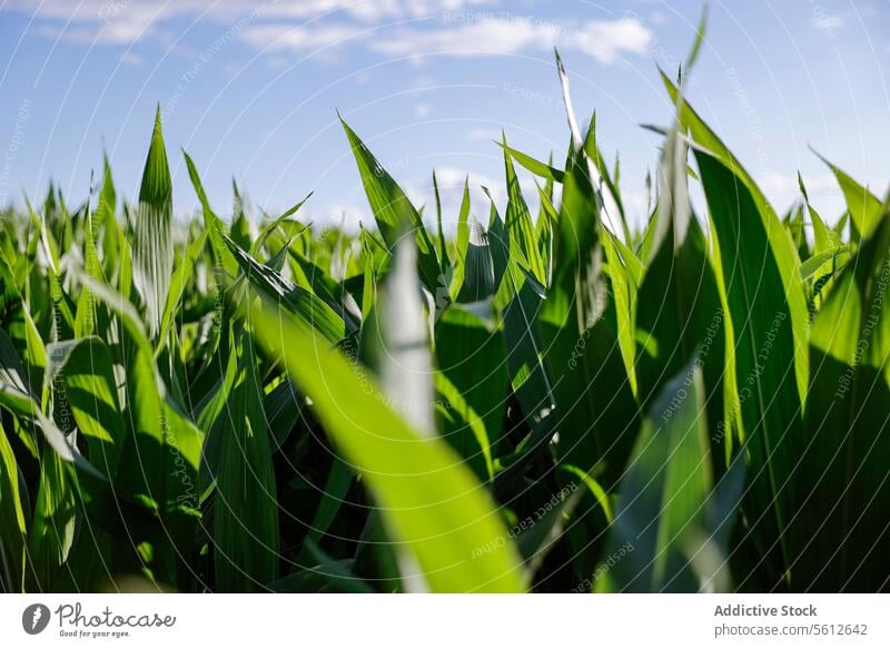 Vibrant Green Corn Field With Sunlit Sky corn field agriculture crop farm green plant maize growth leaf nature sky blue sunlight summer rural farming land ear