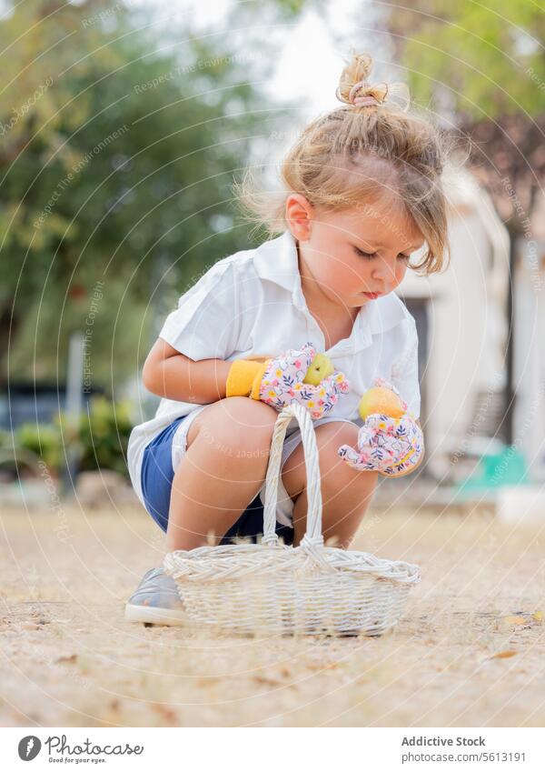 Focused little boy holding fruits while crouching in garden near wicker basket backyard gardening vacation cute childhood learning gardener full body glove