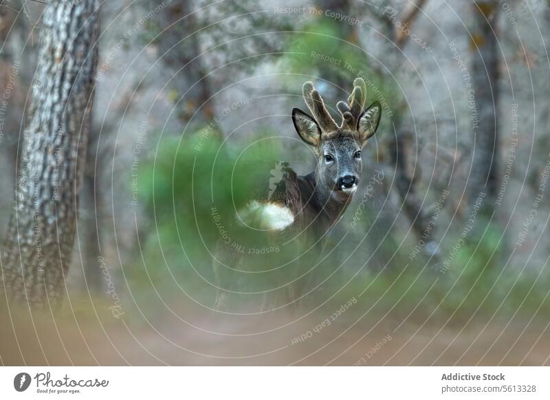 Curious roe deer peering through the forest foliage wild animal fauna nature tranquil natural habitat cautious curious antler leaf wildlife outdoor mammal