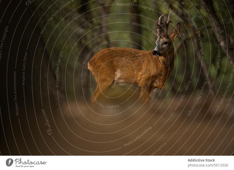 Roe roe deer in a serene forest setting tranquility wildlife nature animal mammal woodland habitat alert natural beauty outdoor environment ecosystem brown