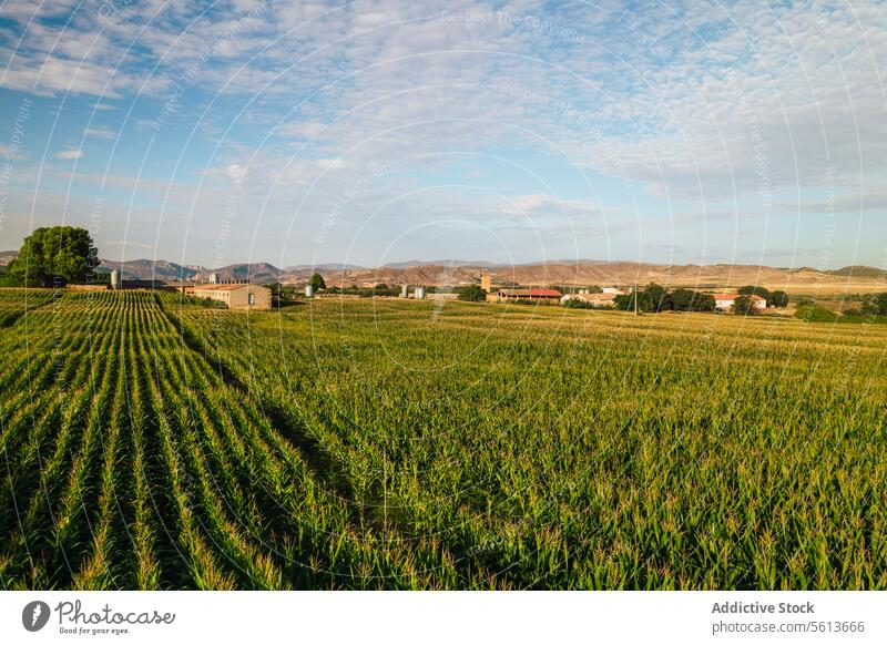 Idyllic view of agricultural landscape under sky farm crop plant agriculture scenery grow nature environment countryside rural green lush foliage picturesque