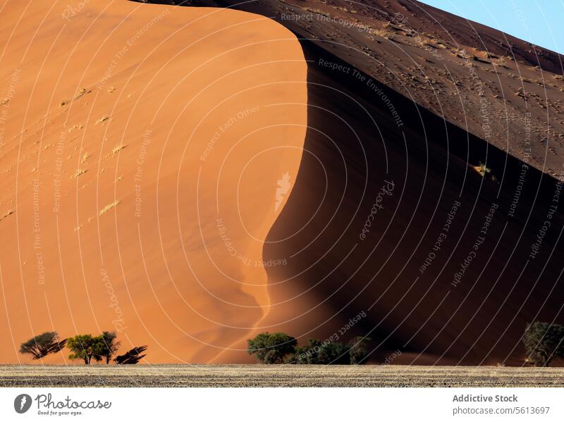 Desert Dunes and Trees in Namibia on sunny day desert dunes trees sand contrast towering resilient base shadow dramatic survival flora inhospitable environment