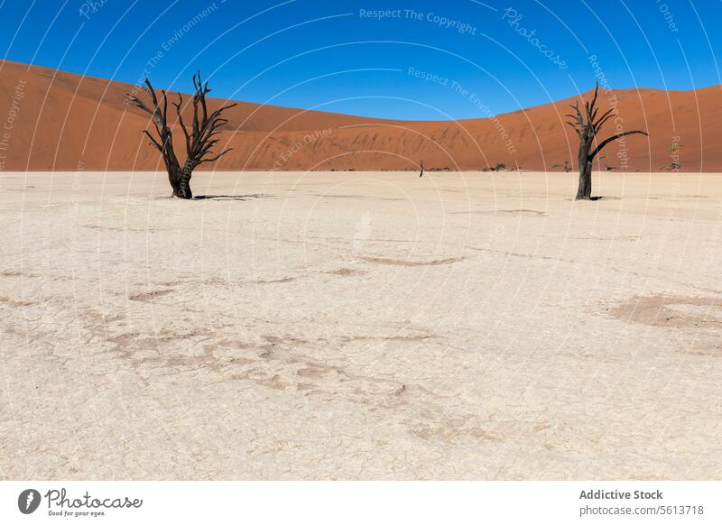 Petrified Trees in Namibian Desert against sand dune under blue sky desert petrified trees cracked earth stark dead trees desert floor powerful evocative scene