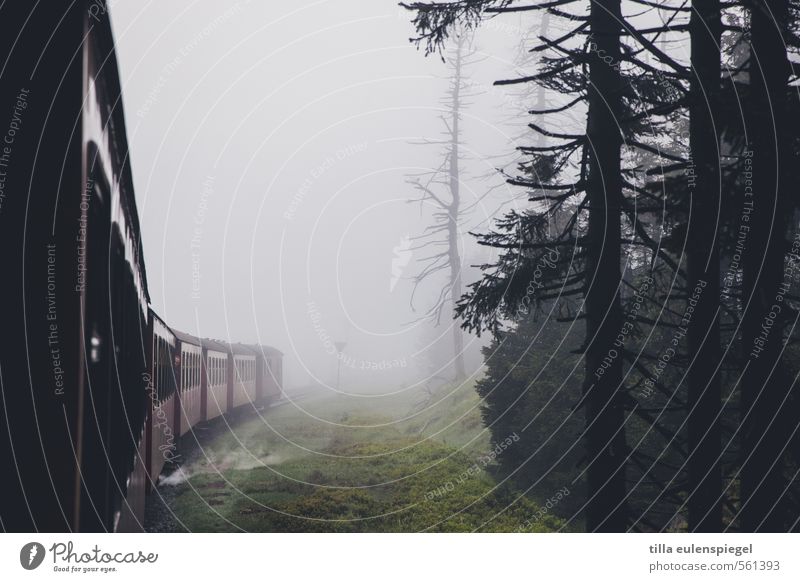 ghost train Bad weather Fog Tree Forest Passenger traffic Train travel Rail transport Railroad Railroad car Driving Dark Original Transport Vacation & Travel