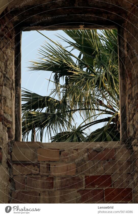 Palm tree seen through window of an abandoned house in Split, Croatia ruin architecture background beautiful blue building climate croatia mediterranean nature