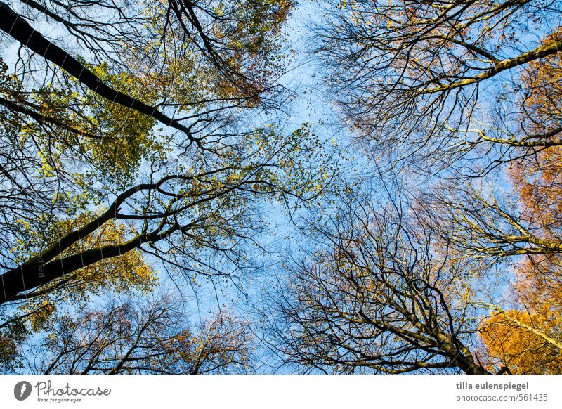 Happy New Year! Nature Sky Cloudless sky Autumn Beautiful weather Tree Forest Large Tall Natural Wild Blue Yellow Autumnal Deciduous forest Automn wood Branched