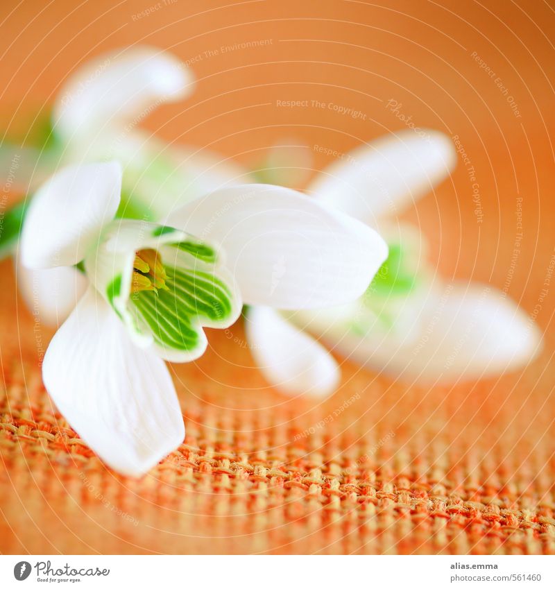 snowdrops Snowdrop Flower Winter Spring White Orange Delicate Spring flower Nature Blossom Square