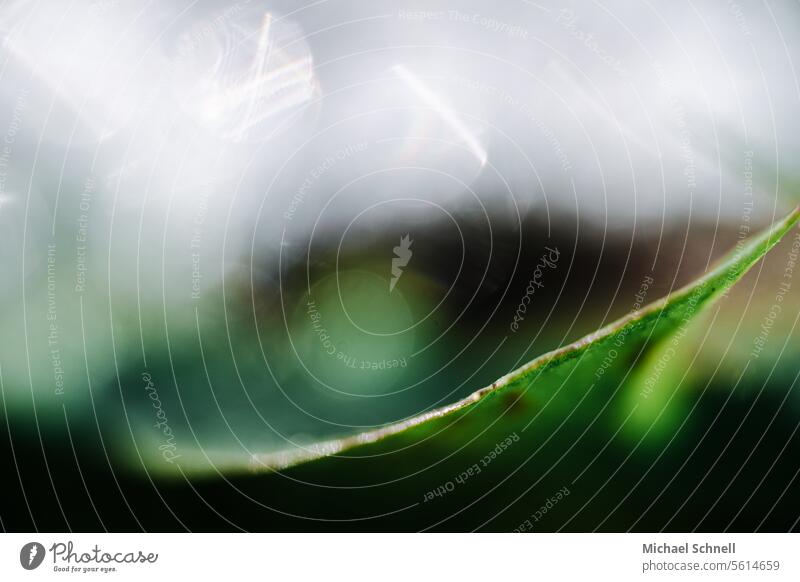 Leaf under snow Green Plant Detail Close-up Curved curved line Macro (Extreme close-up) Nature Structures and shapes Shallow depth of field