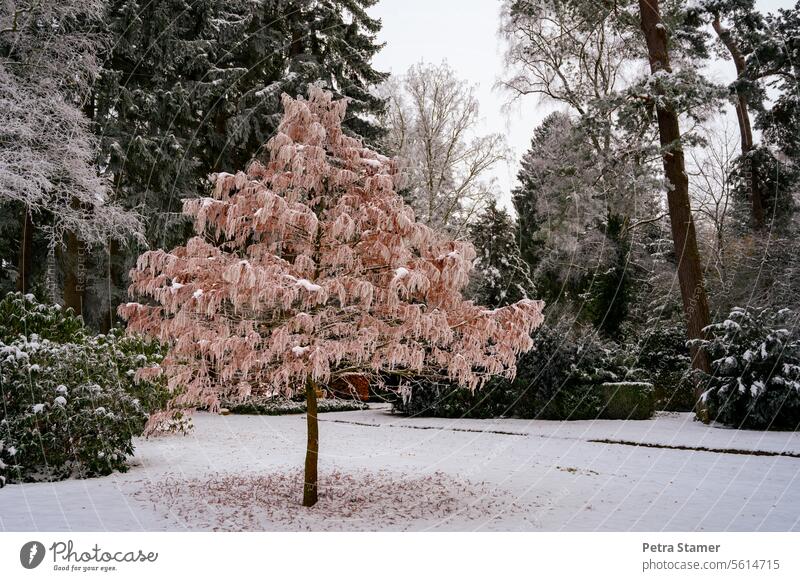 Another tree Tree Fir tree Snow Dark green White Brown Red Winter Cold chill Nature Frost Landscape Weather Exterior shot Deserted Environment Winter mood