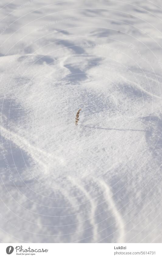 Tiny plant agains snowy background Blur Contrast Shadow Light Day Deserted Detail Close-up Exterior shot Colour photo Hoar frost Ice crystal Freeze to death