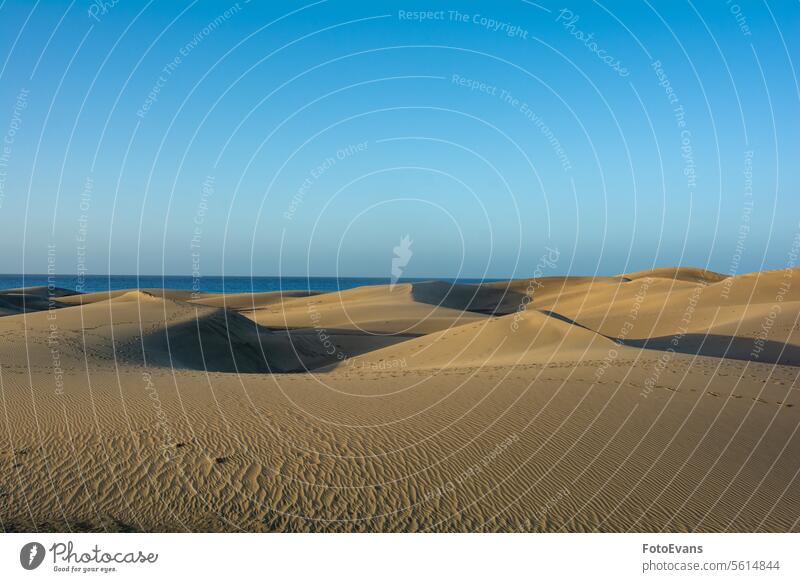 Sand dunes with a view to the sea horizon Maspalomas dry sand endless nature Gran Canaria background morning beach Spain vacation spot morning light sand dune