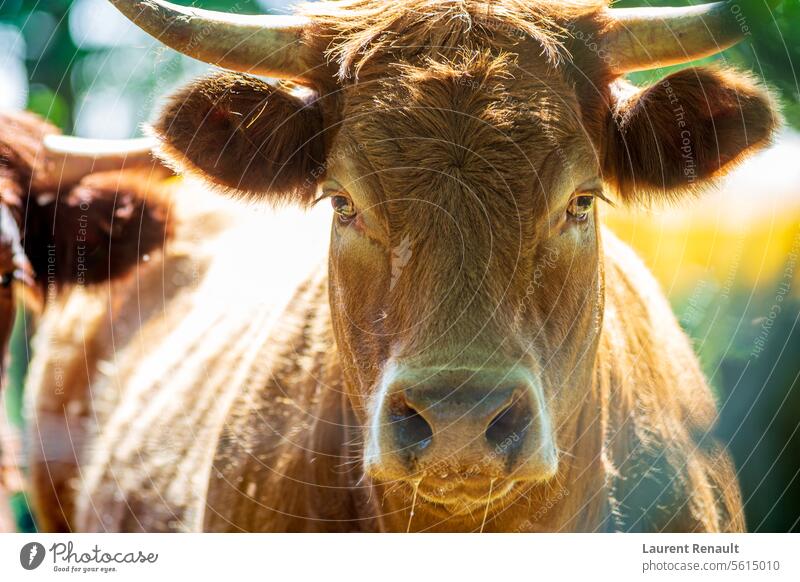 Portrait of expressive red Salers or Limousine cow looking straight into the eyes, real photography France agriculture animal auvergne beef bovine breed