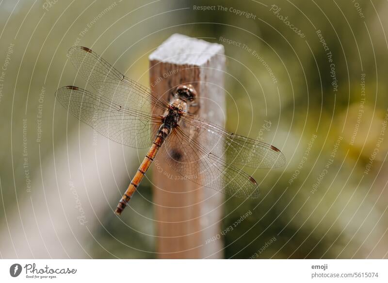 Dragonfly, whole, wings, silhouette on wood Nature Insect Animal Silhouette Macro (Extreme close-up) macro photography fauna Shallow depth of field Green