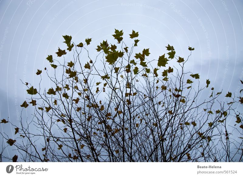 Autumn storm hairstyle Style Beautiful Nature Plant Sky Weather Gale Tree Bushes Park Windblown hair Breathe To dry up Growth Esthetic Dark Blue Brown Bizarre