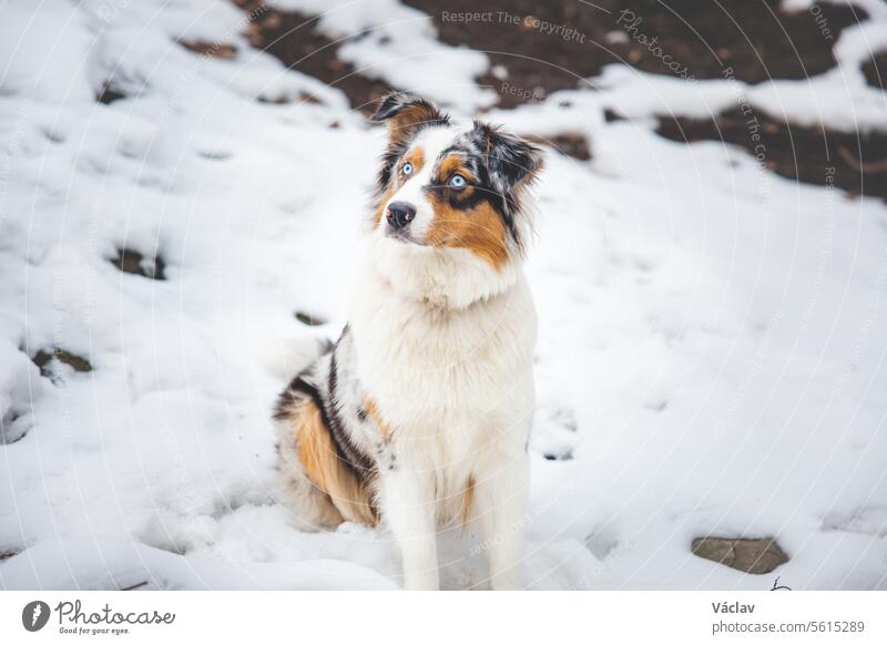 Portrait of an Australian Shepherd puppy sitting in the snow in Beskydy mountains, Czech Republic. View of dog on his owner and politely waiting