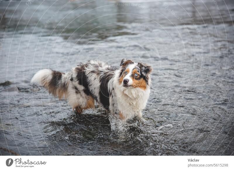 Portrait of Australian Shepherd puppy bathing in water in Beskydy mountains, Czech Republic. Enjoying the water and looking for his master dog