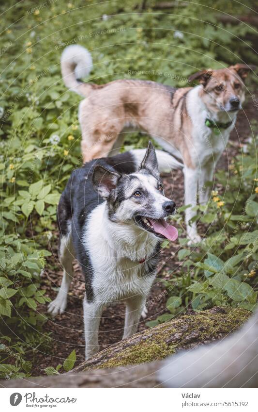 Black and white hybrid husky-malamute enjoying his stay in a woodland environment covered with bear garlic. Different expressions of the dog. Freedom for pet