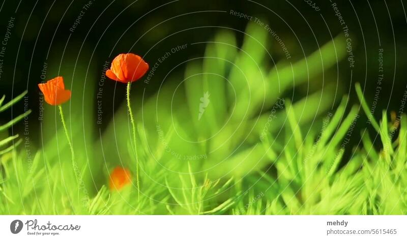 The beauty of tulips in the meadow flowers Nature Flower Worm's-eye view Colour photo Plant Neutral product shots garden sunshine beautiful natural yellow