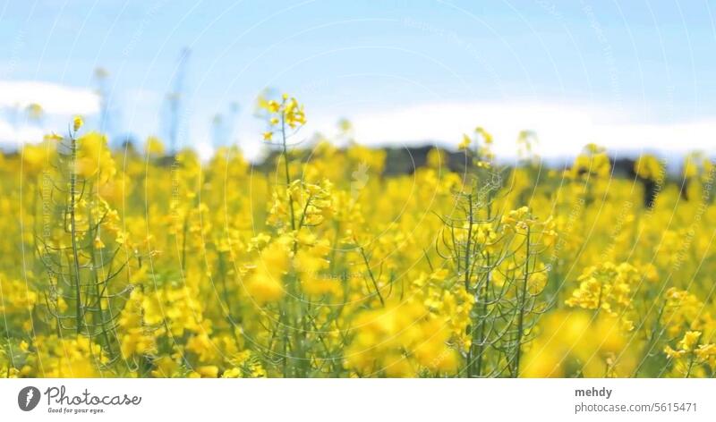 The combination of flowers and plants can create amazing colors Nature beautiful nature bloom yellow sunshine garden Colour photo Plant Close-up Isolated Image