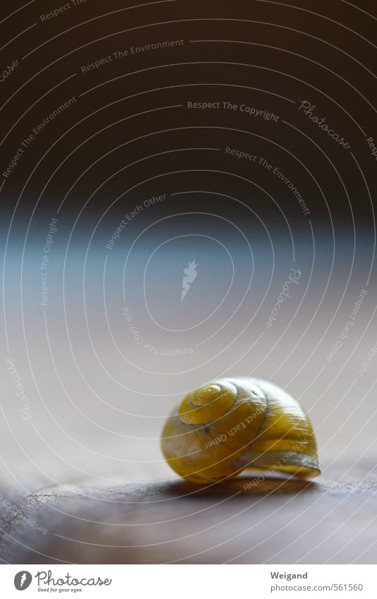 House of Time II Snail 1 Animal Dream Esthetic Natural Peaceful Goodness Attentive Dependability Prompt Conscientiously Caution Serene Patient Calm Hope Belief