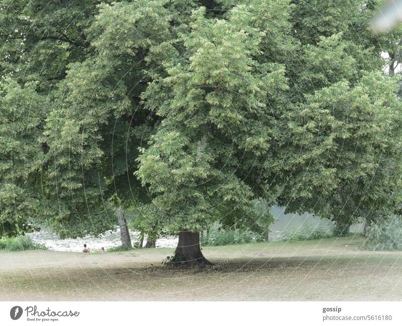 weeping willow Exterior shot Weeping willow Tree Lakeside Nature Idyll Summer free time Deciduous tree Tree on meadow Tree on the lakeshore tranquillity Oasis