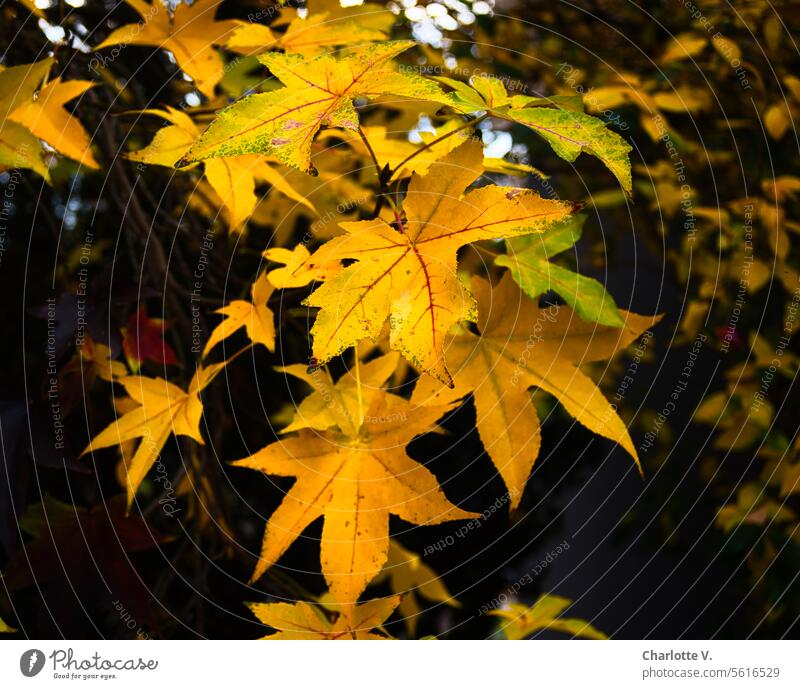 Autumn lights | bright yellow maple leaves autumn lights Autumnal colours Seasons Autumn leaves Leaf autumn mood autumn colours Transience foliage Yellow Nature