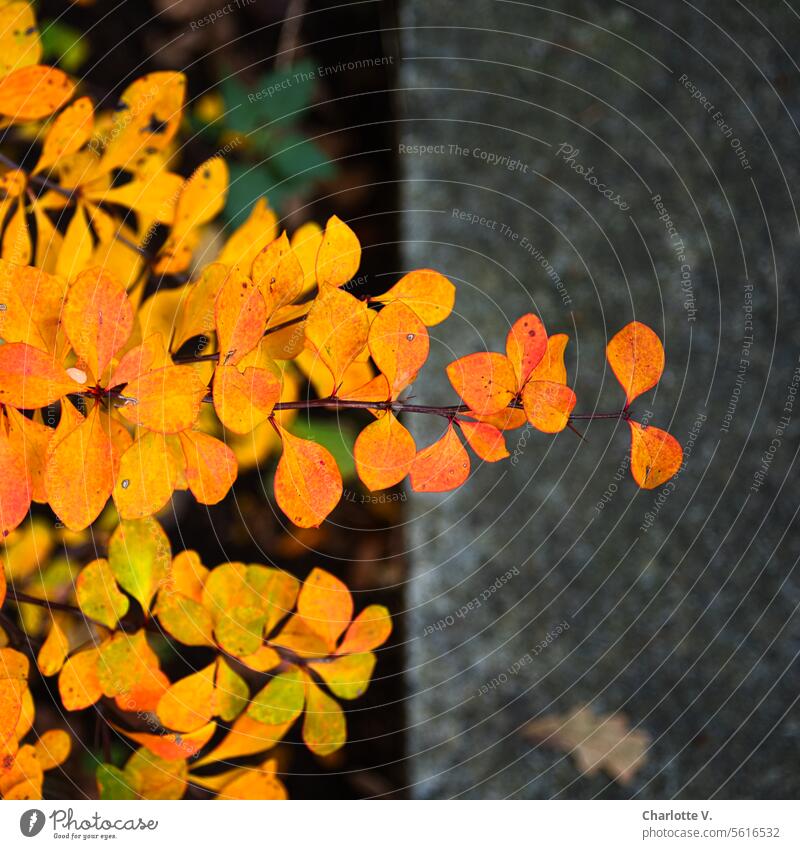 Autumn lights | Colorful leaves against a dark background coloured leaves yellow leaves Autumnal Autumn leaves autumn mood Nature autumn colours foliage