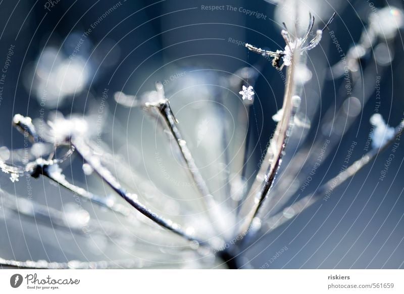 snowflakes, white skirts... Environment Nature Plant Winter Beautiful weather Snow Snowfall Wild plant Forest Fresh Cold Blue White Idyll Colour photo Deserted