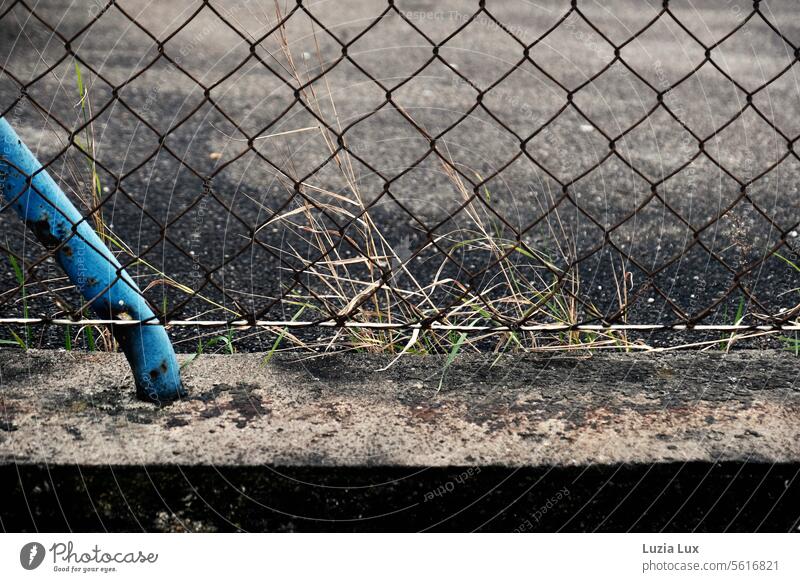 Winter, last stalks on the fence Weathered Gloomy Safety Protection Border Wire fence Wire netting Wire netting fence Fence Barrier Nature Grass Blade of grass