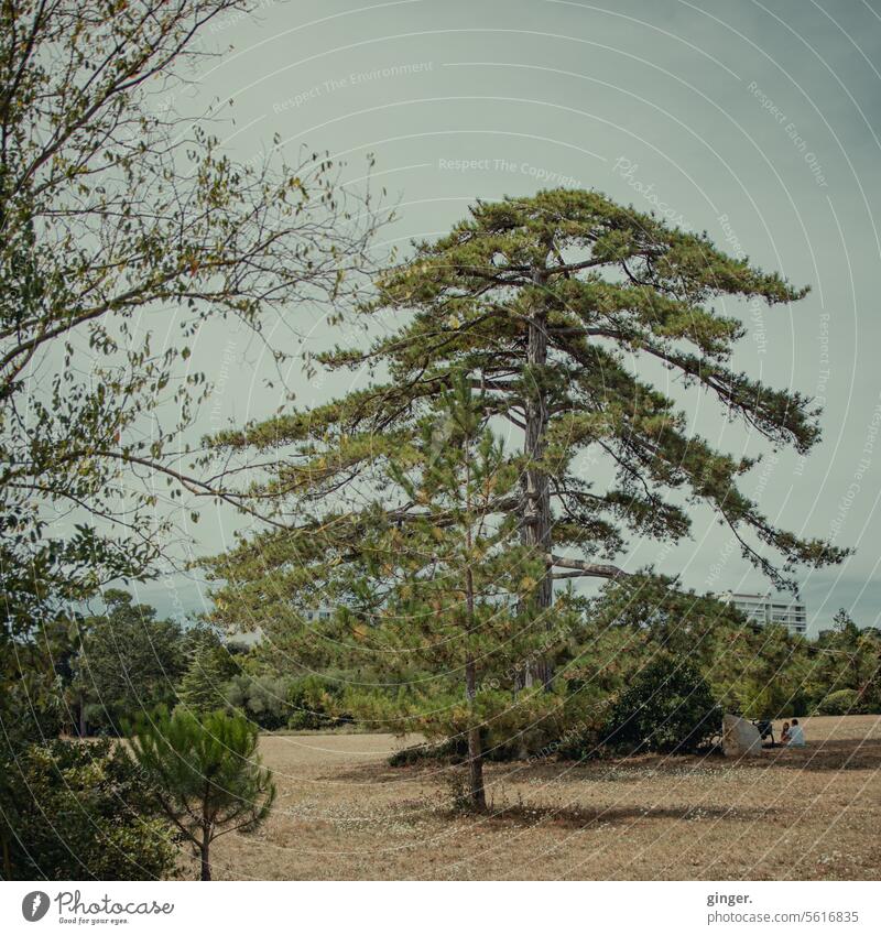 In the park - La Rochelle trees Tree Grass Sky Nature Landscape Environment Green Plant Exterior shot Colour photo Day naturally Meadow Blue Copy Space top