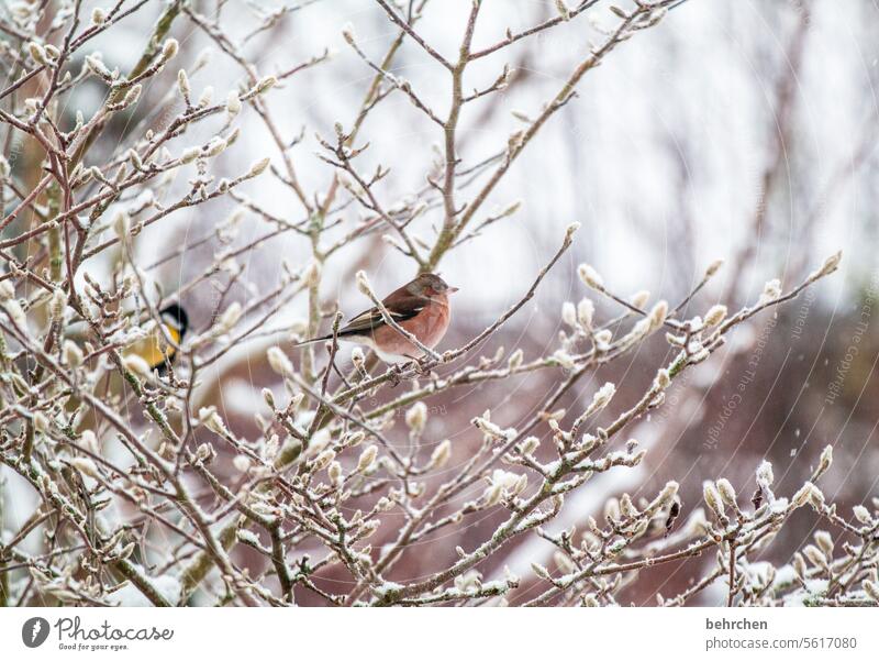 winter birds Chaffinch Cute Garden Animal Bird Exterior shot Love of animals pretty Seasons Colour photo Nature Songbirds Animal portrait Animal protection