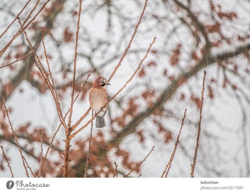 watched beautifully especially Winter Tree Branches and twigs Animal protection animal world Ornithology Wild animal Animal portrait Bird Nature Love of animals