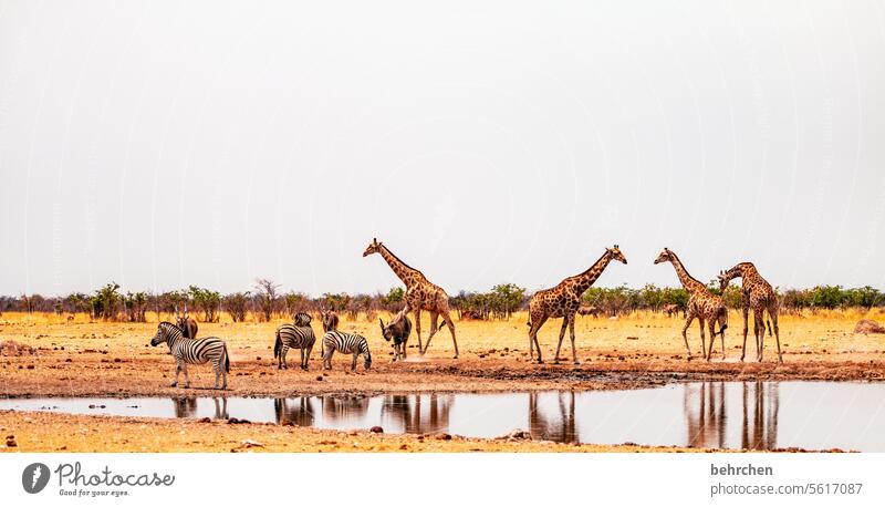 fine society Commen eland Antelope observantly Thirsty Drinking Deserted Animal portrait Wilderness Wild animal Fantastic Love of animals Animal protection