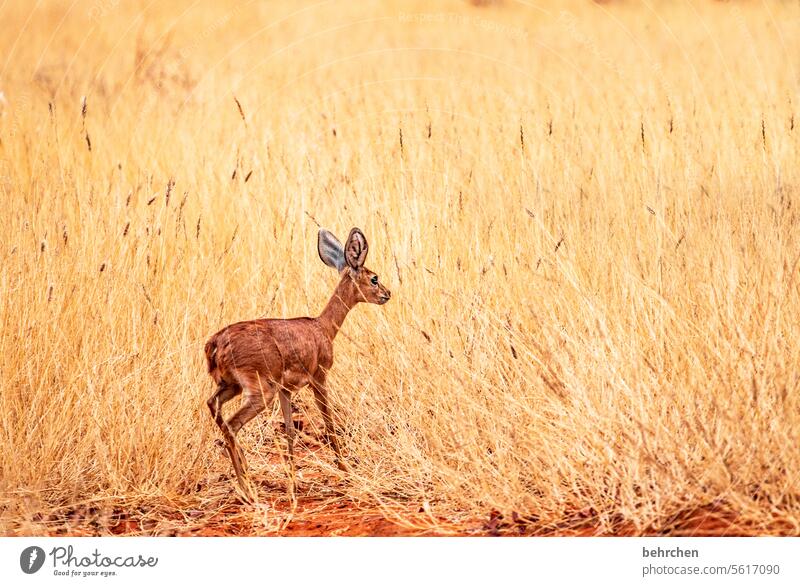 grasshopper big ears Small Cute Observe observantly Antelope dwarf antelope steinbock aridity Hot ardor Animal protection Love of animals Wild animal Wilderness