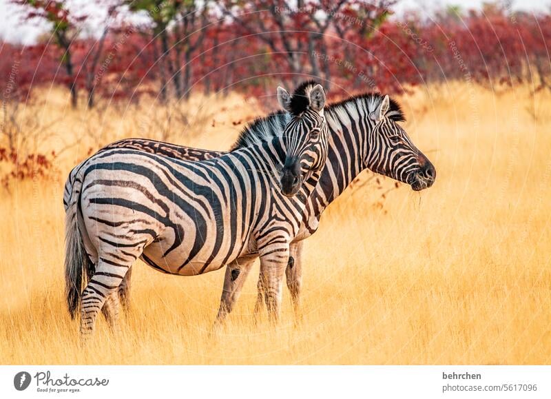 in retrospect etosha national park Etosha Etosha pan Exceptional Animal portrait Fantastic Wild animal Free Wilderness Zebra Safari travel Wanderlust