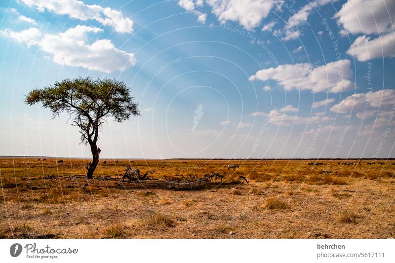 unique selling point endlessness endless expanse Climate change Survive Tree Acacia Loneliness Colour photo Sky Warmth Grass Environment Safari Wilderness