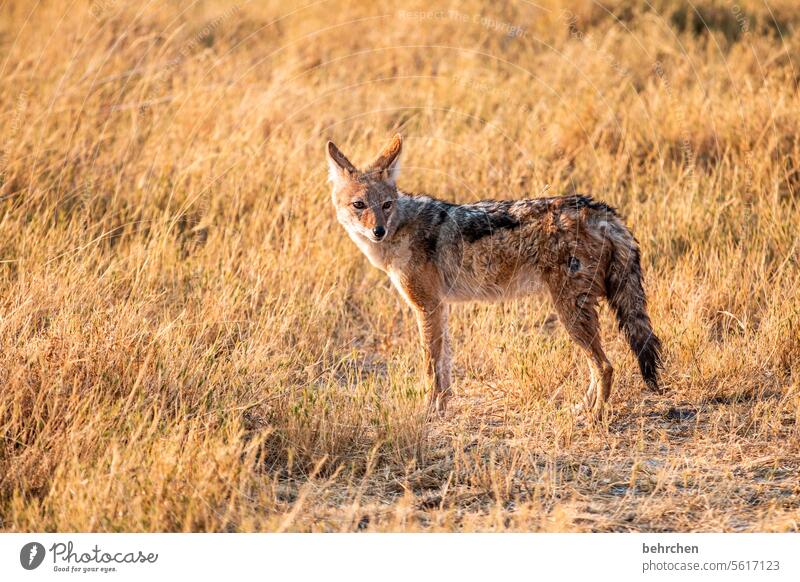 Looking back Scavenger black-backed jackal Impressive especially Adventure Freedom Vacation & Travel Landscape Nature Wanderlust travel Namibia Colour photo