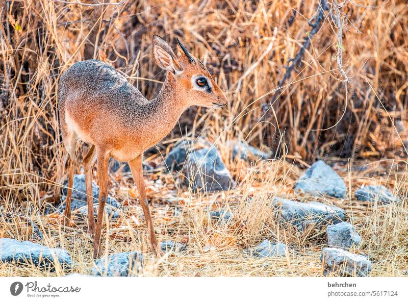 sugar Bambi dwarf antelope Antelope Gazelle damara dikdik Dikdik Small Cute aridity Love of animals Wild animal Wilderness Exceptional Safari Environment Nature