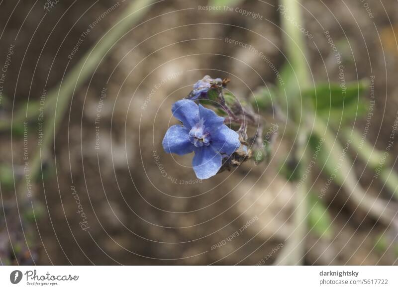 Forget-me-not in blue flower, Myosotis sylvatica myosotis sylvatica Nature Blossom Flower Blue Plant Spring Close-up Small romantic daylight Spring flower Brown