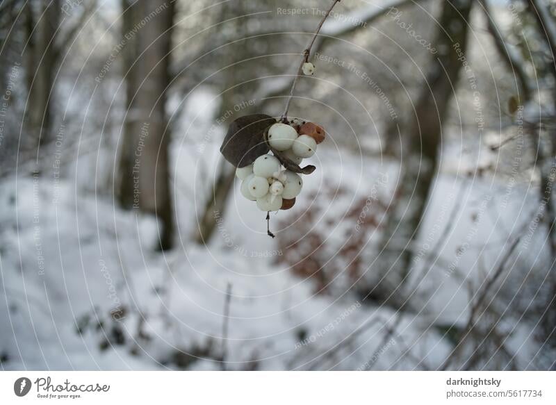 Snowberries in winter symphoricarpos albus Snowberry Bushes Colour photo Exterior shot Plant Nature Shallow depth of field Autumn Close-up White Winter detail