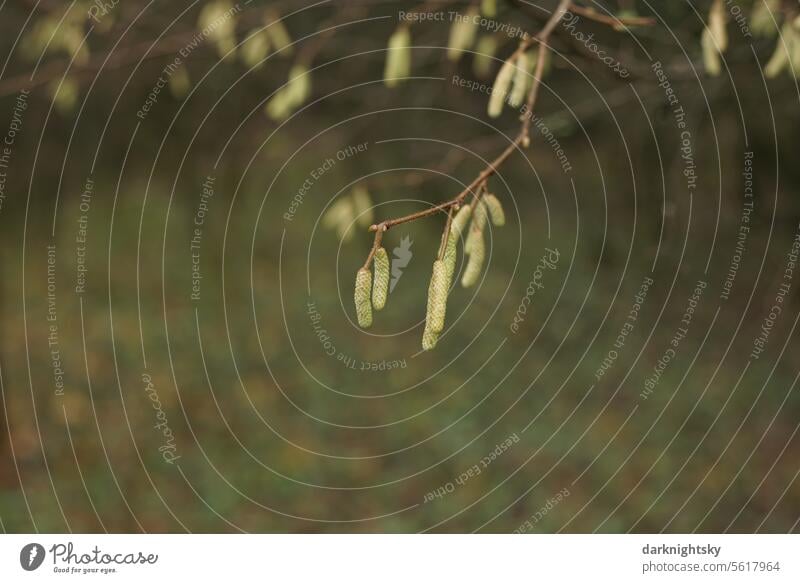 Blossoms of the hazelnut bush, Corylus avellana Hazelnut Plant Spring Exterior shot Colour photo Brown Environment Bushes Pollen Tree Deserted Detail Branch